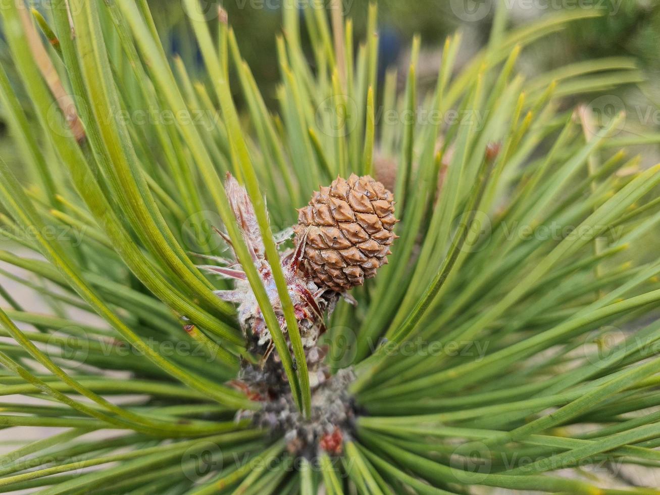 Conifer with cone green nature background photo