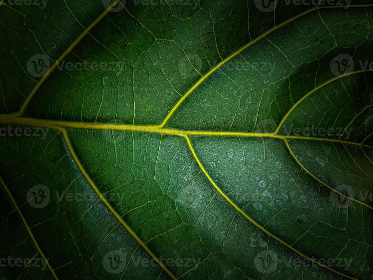 Close up of Green leaf texture photo