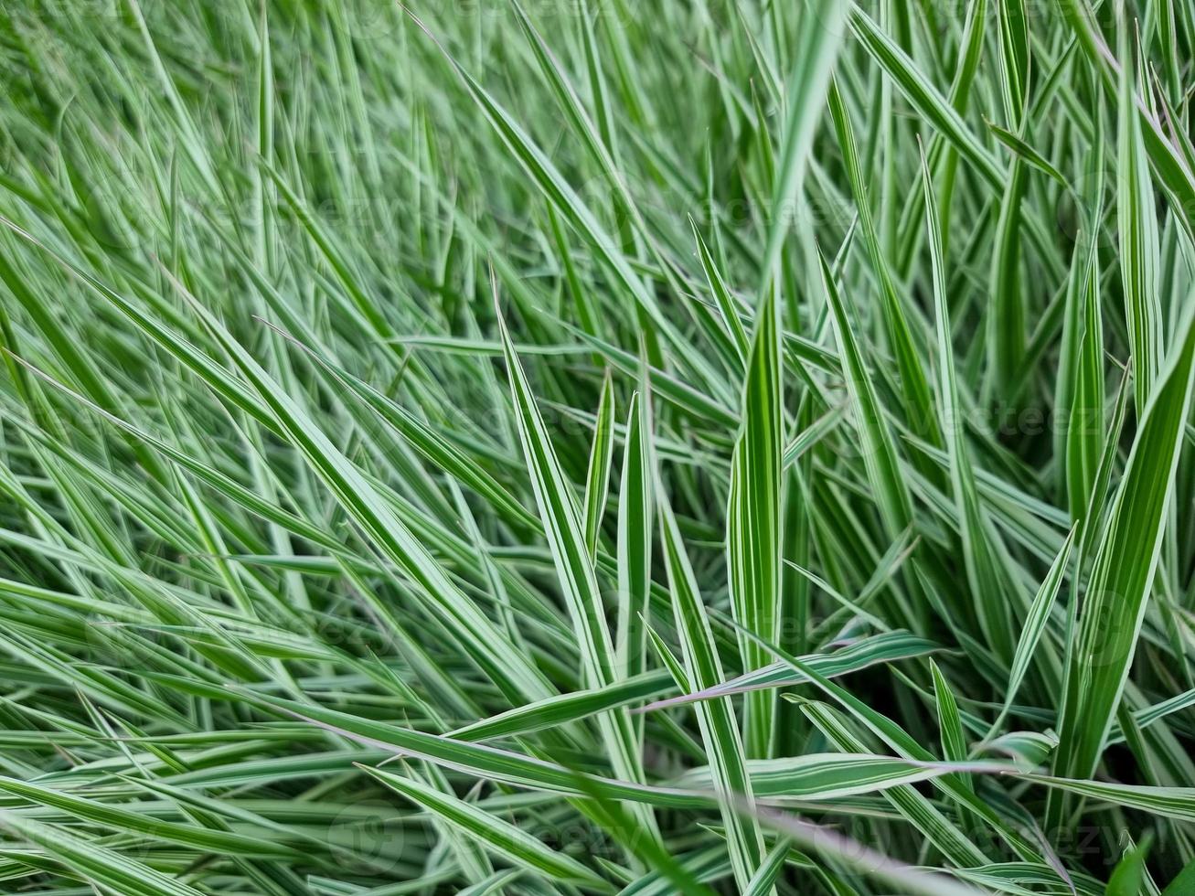 Green grass nature background landscape photo