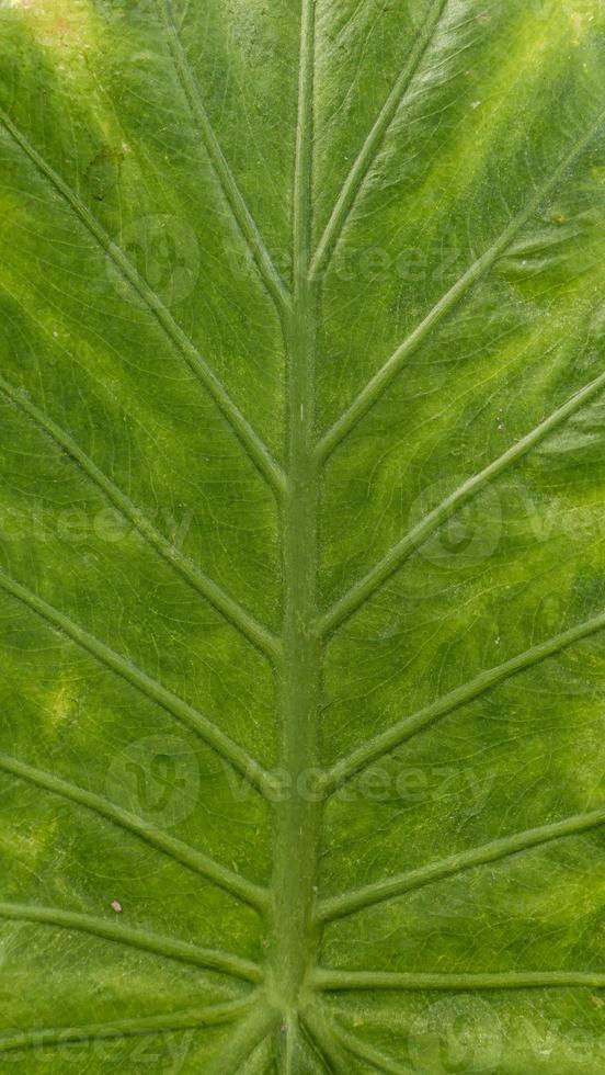 Close up of Green leaf texture photo