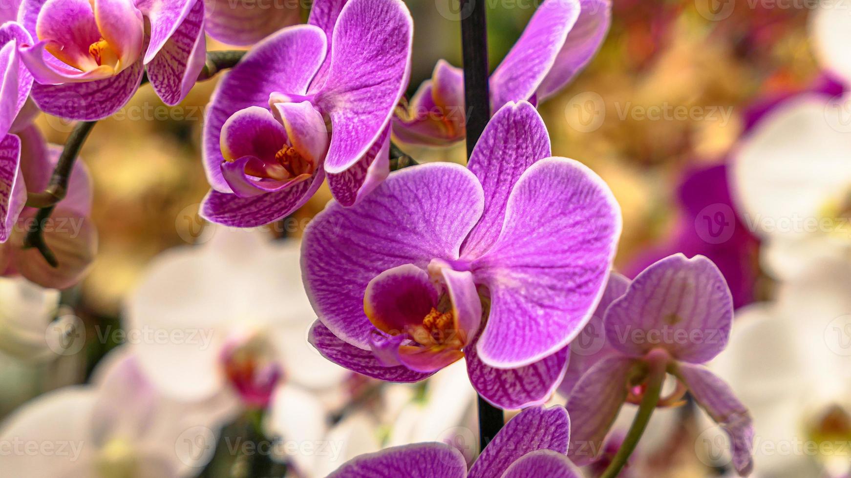 Beautiful phalaenopsis orchids photo