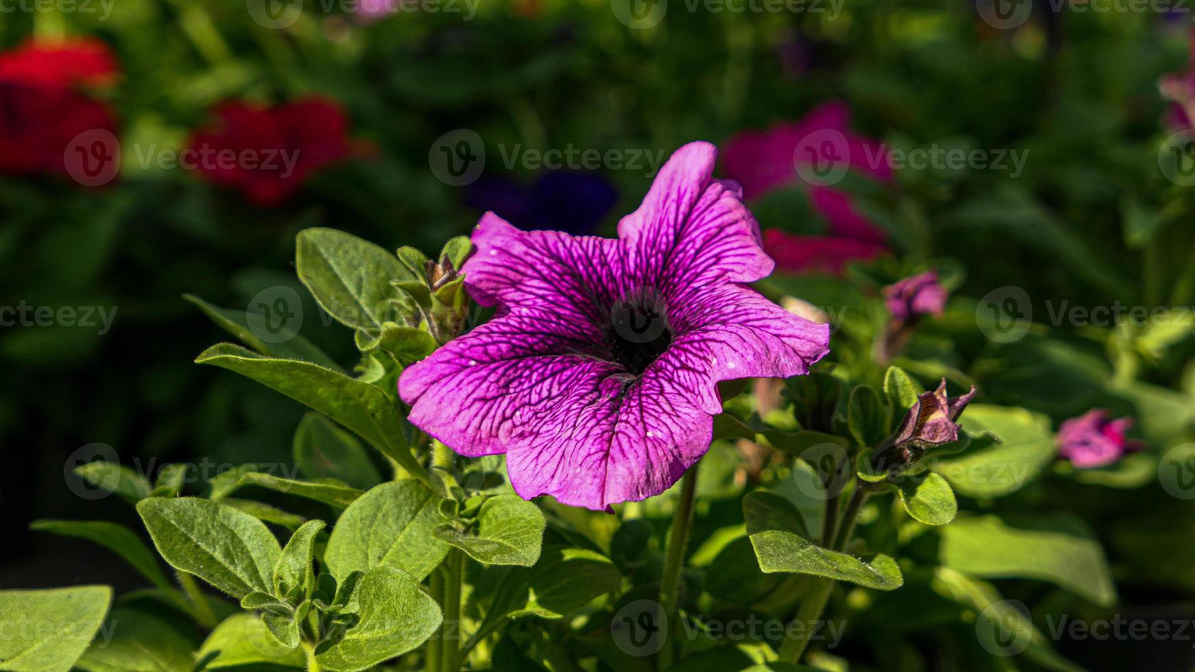 Beautiful petunia flowers photo