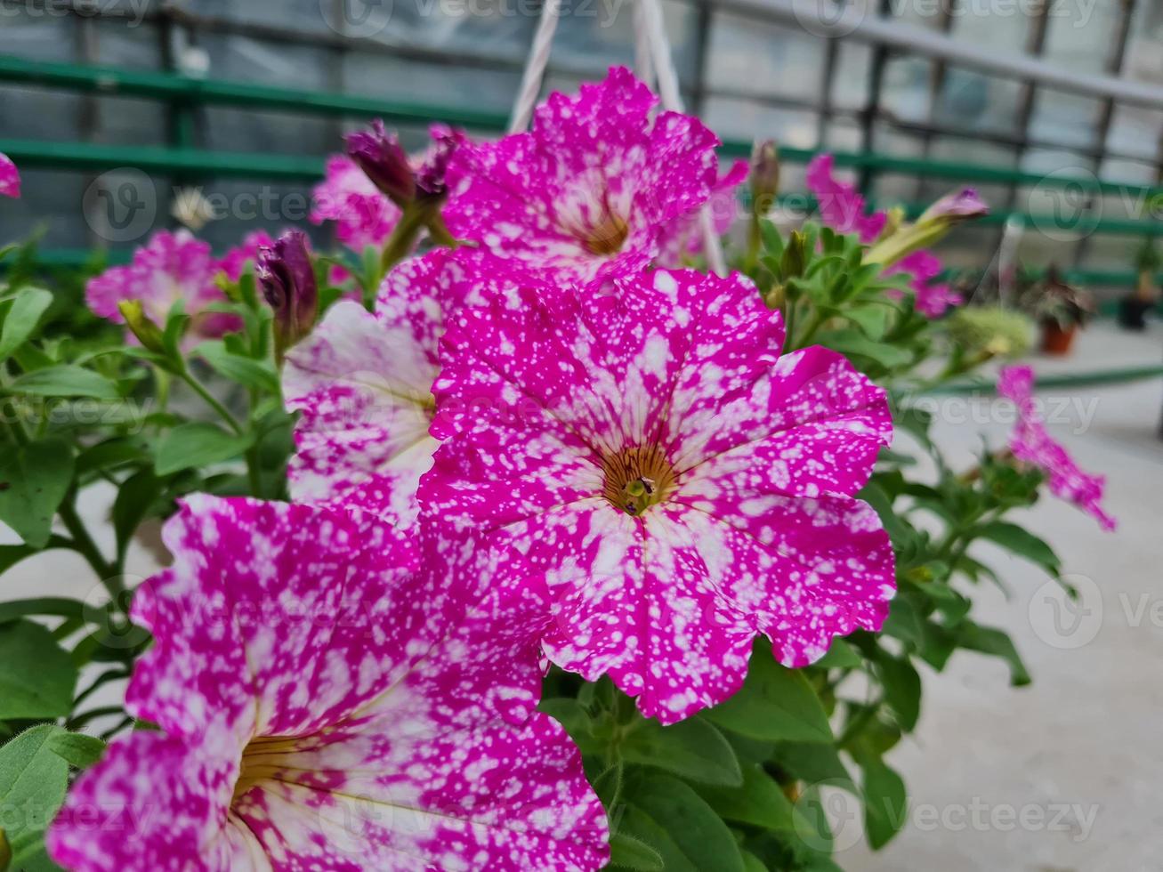 Beautiful petunia flowers photo