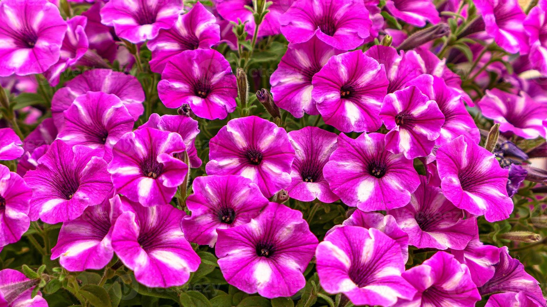 Beautiful petunia flowers photo