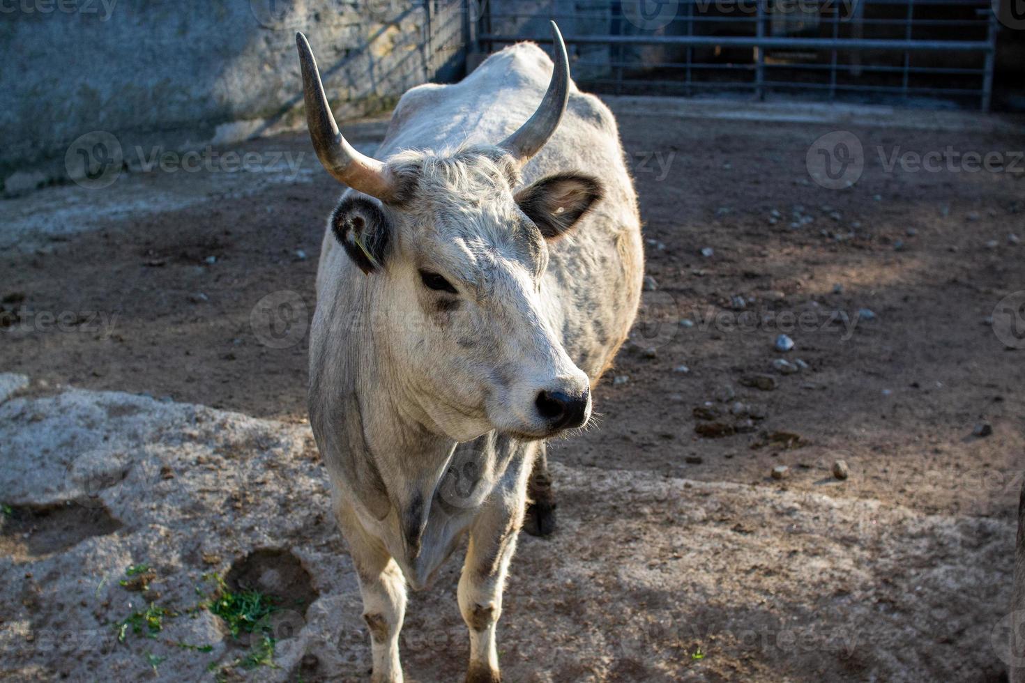 Beautiful cow portrait in the zoo photo