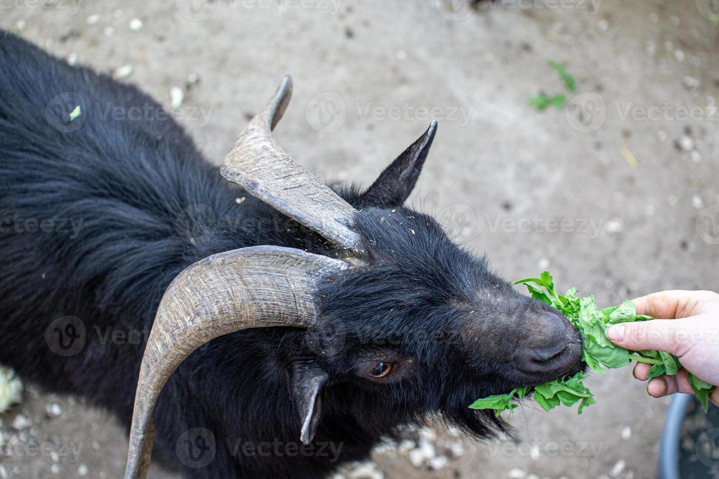 Cute sheep and goats on the farm photo
