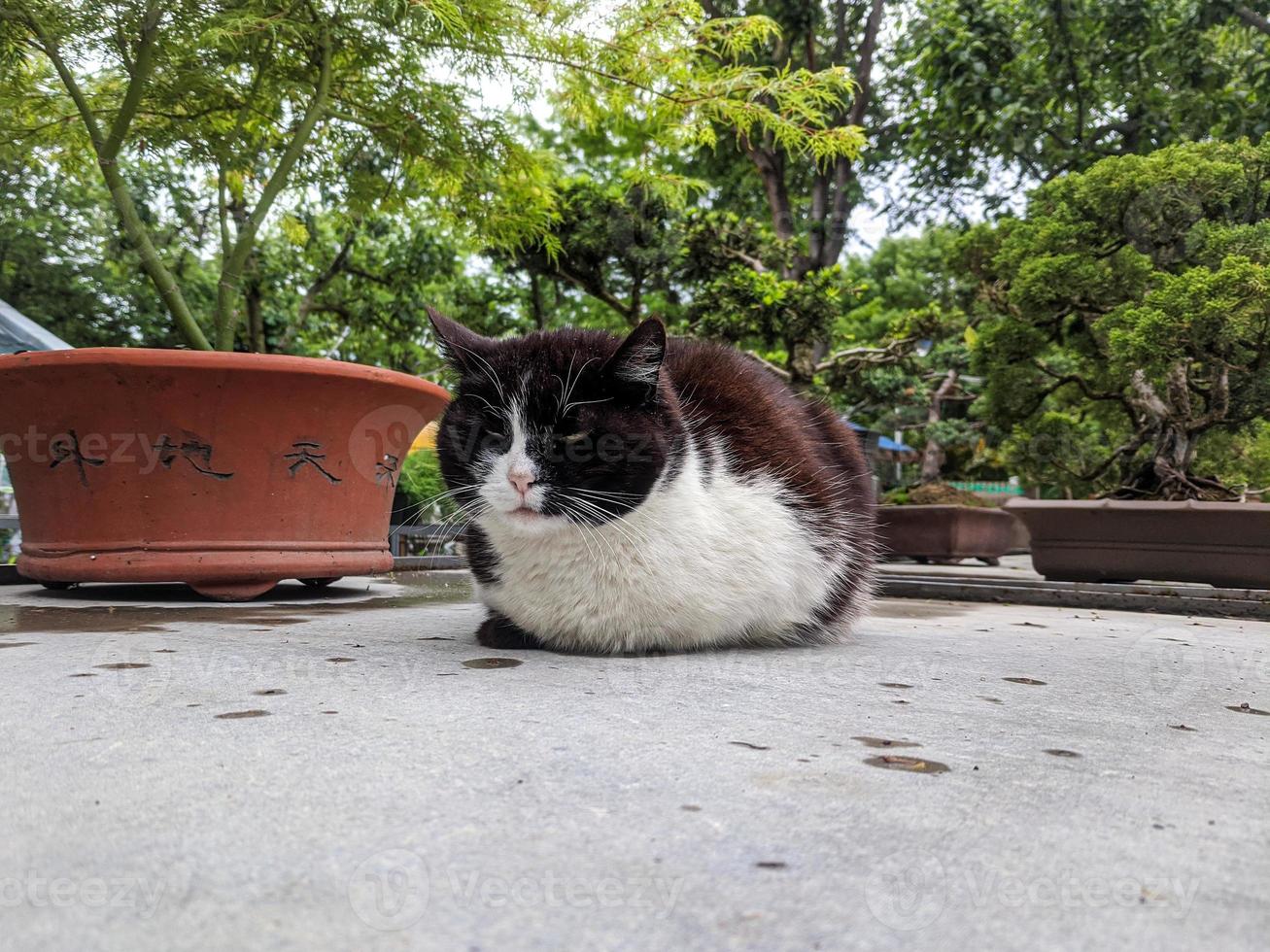Homeless cat in the street portrait photo
