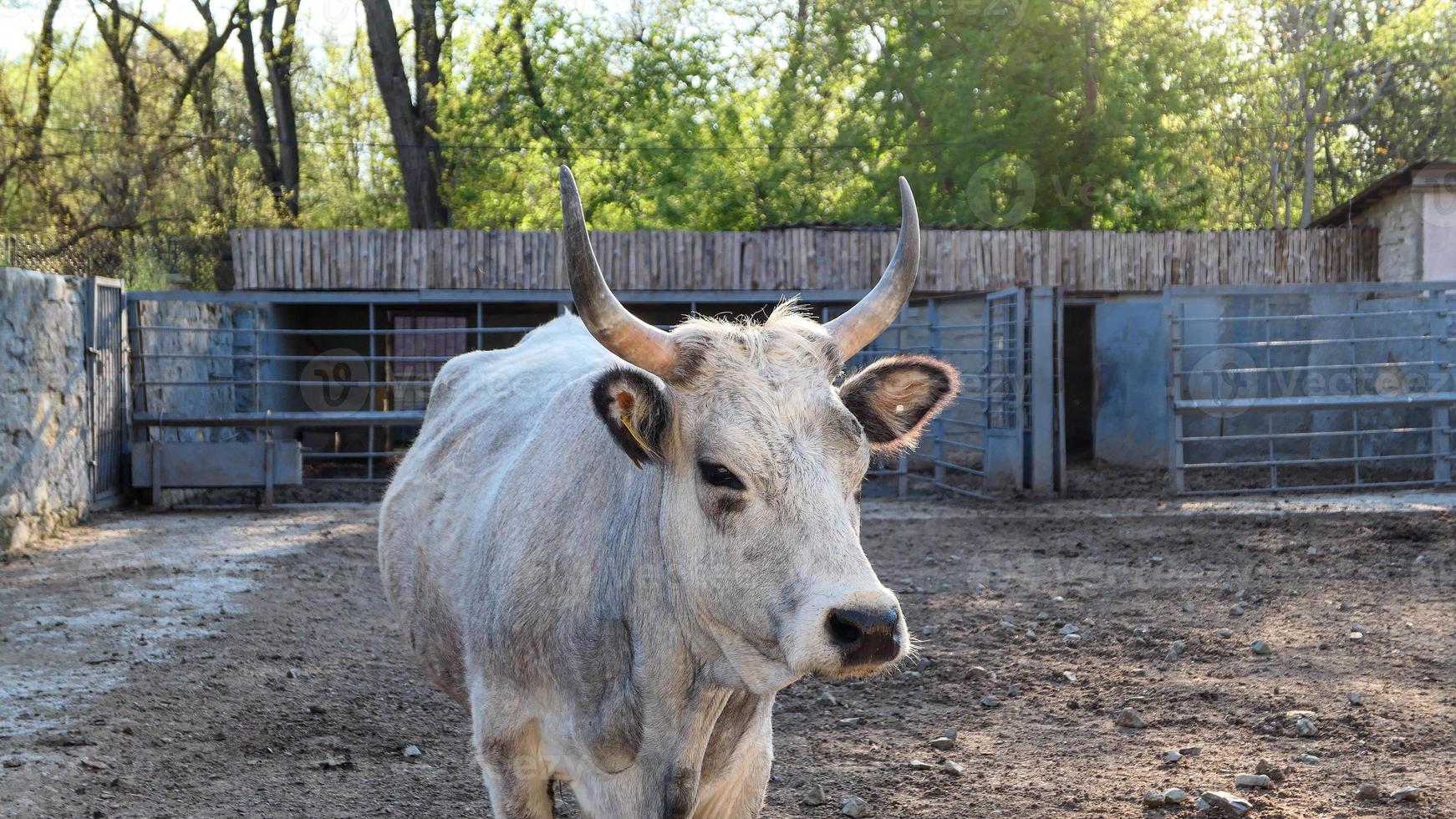 Beautiful cow portrait in the zoo photo