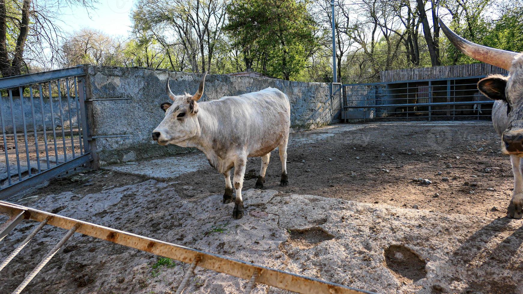 Beautiful cow portrait in the zoo photo