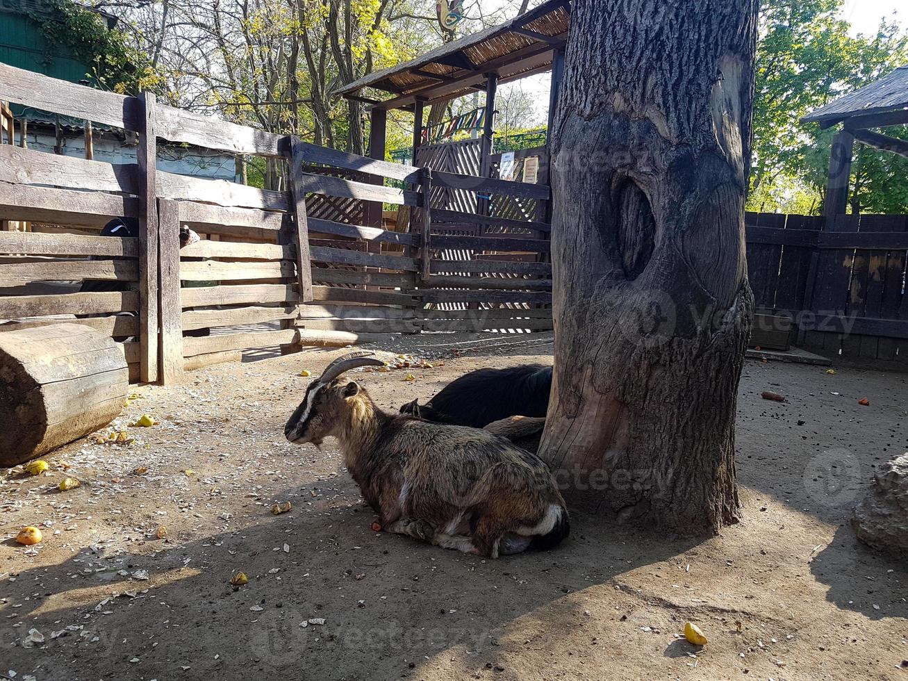 Cute sheep and goats on the farm photo