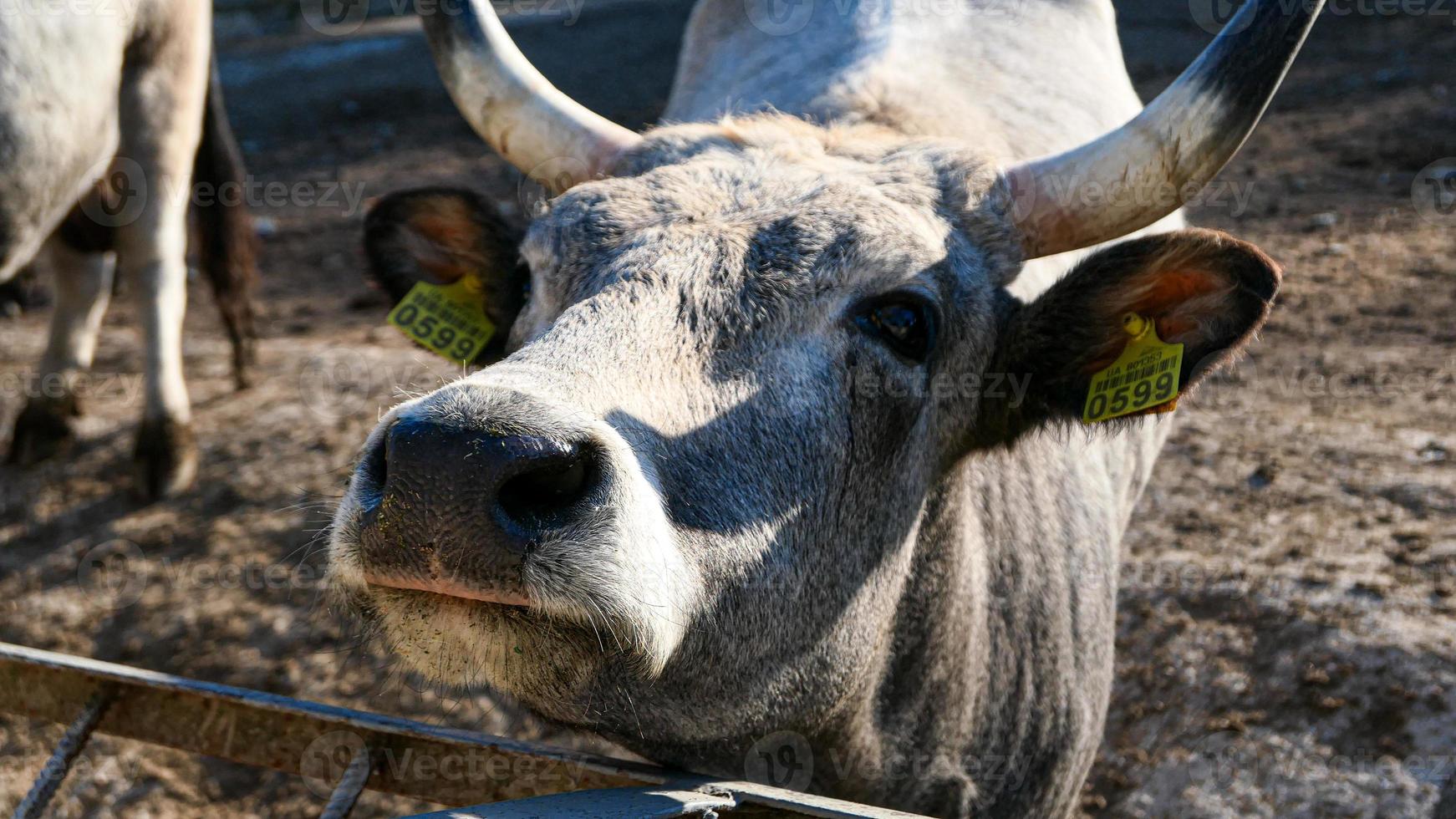 Beautiful cow portrait in the zoo photo