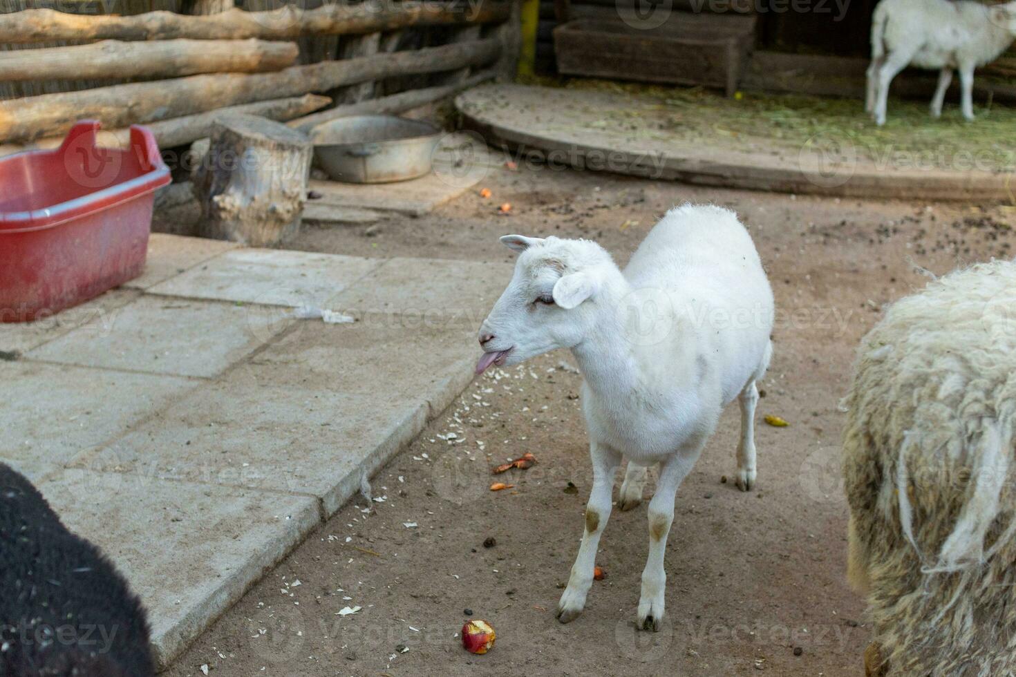 Cute sheep and goats on the farm photo