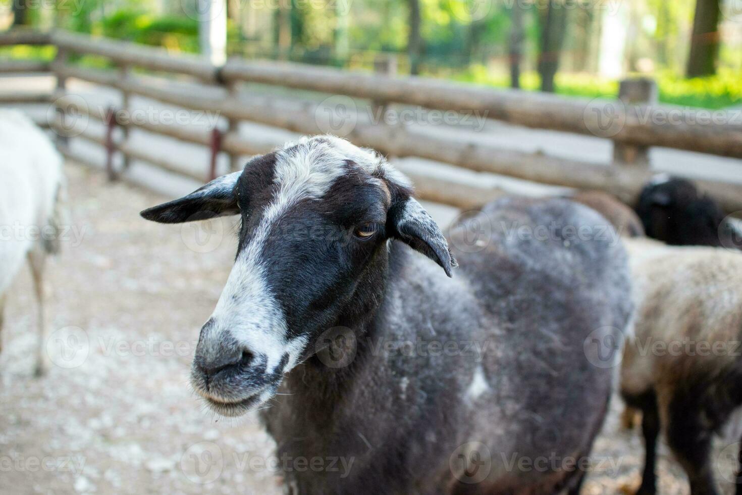 Cute sheep and goats on the farm photo