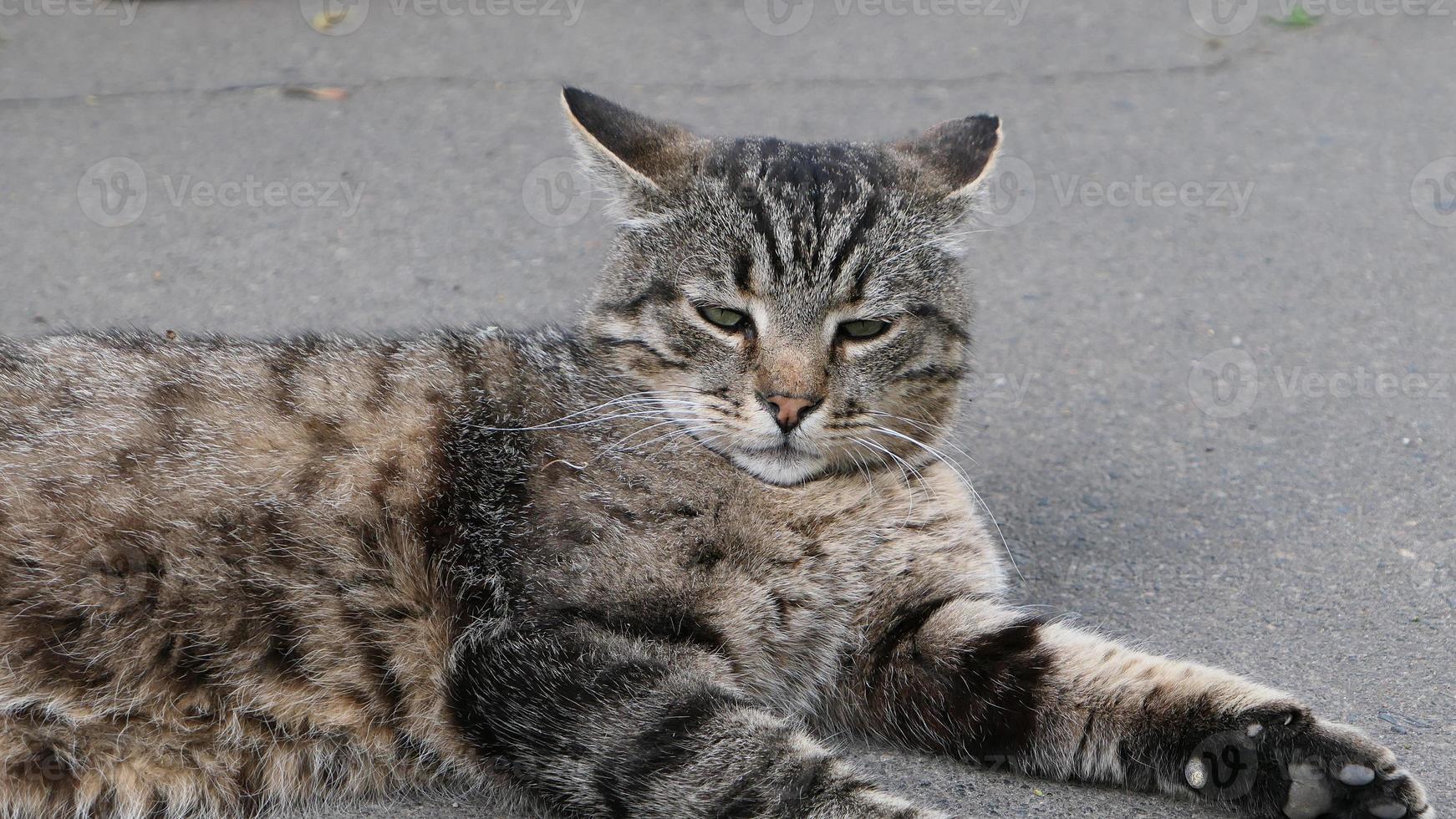 Vagabundo gato en el calle retrato foto