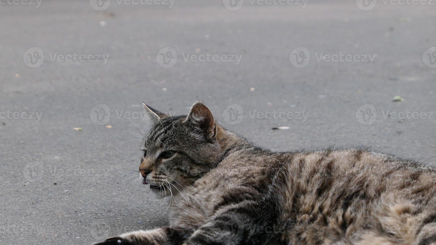 Vagabundo gato en el calle retrato foto