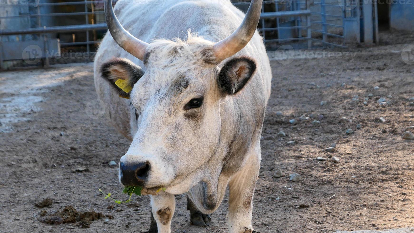 Beautiful cow portrait in the zoo photo