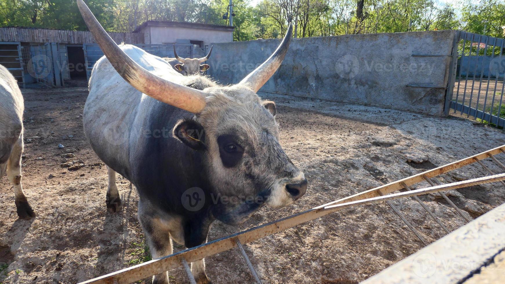 Beautiful cow portrait in the zoo photo