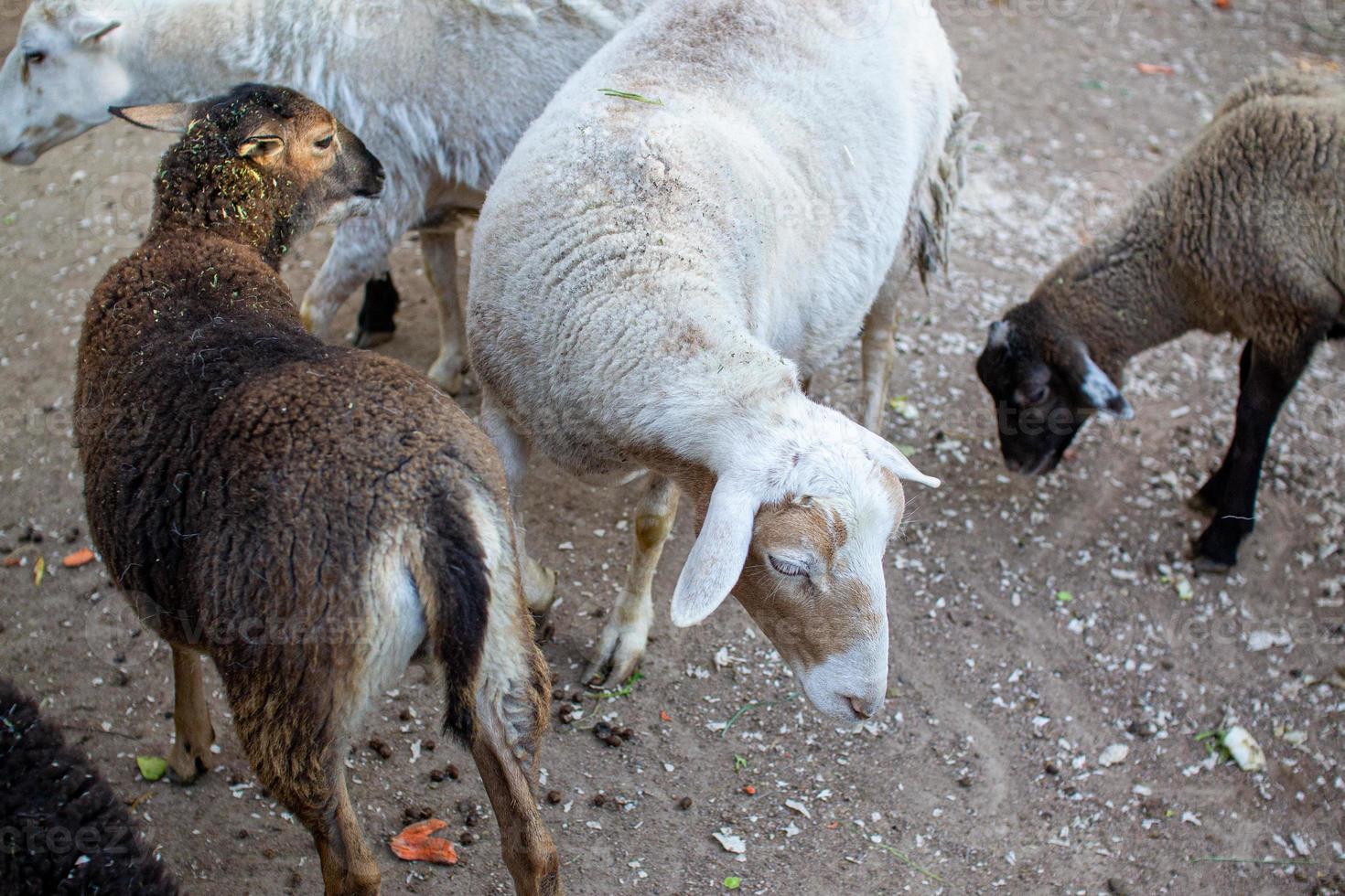 Cute sheep and goats on the farm photo