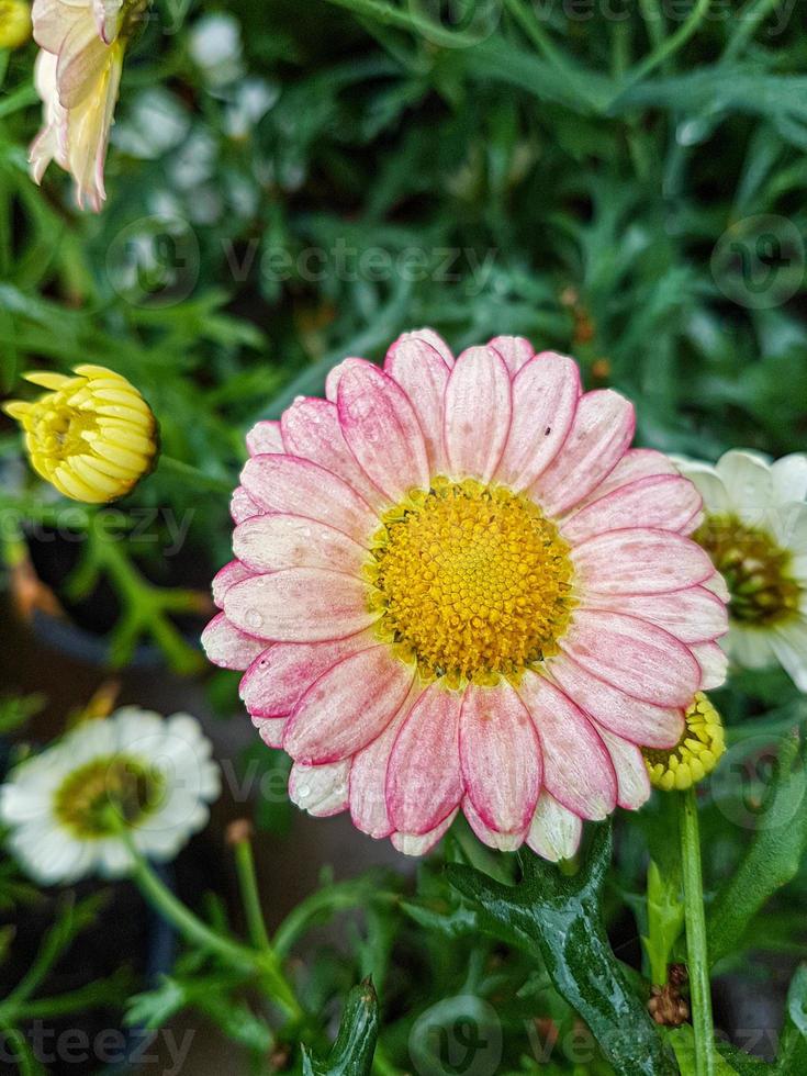 un hermosa daysies flores al aire libre foto