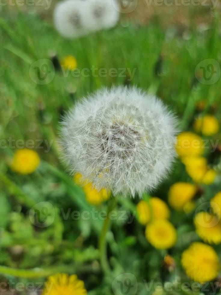 un hermosa diente de león flores al aire libre foto