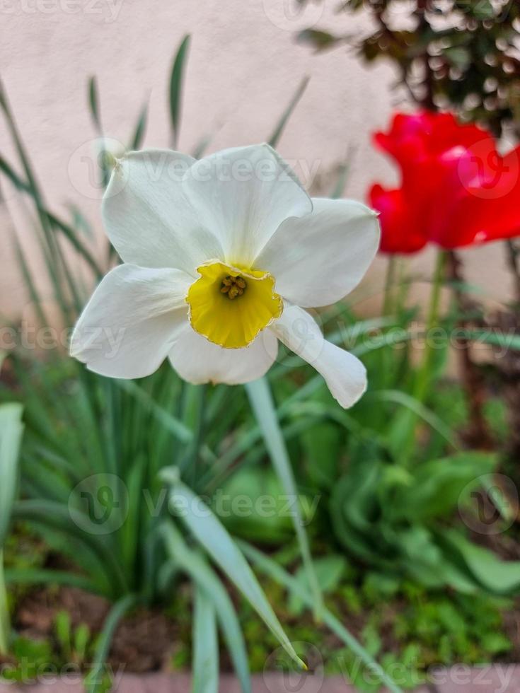 A beautiful narcissus flowers outdoors photo