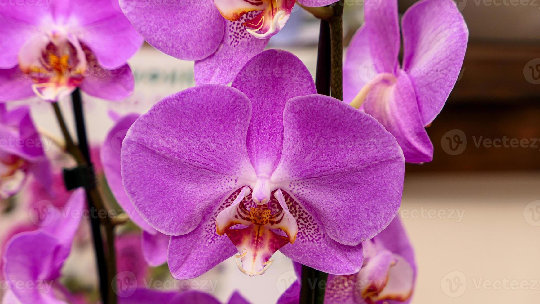 Beautiful phalaenopsis orchids photo