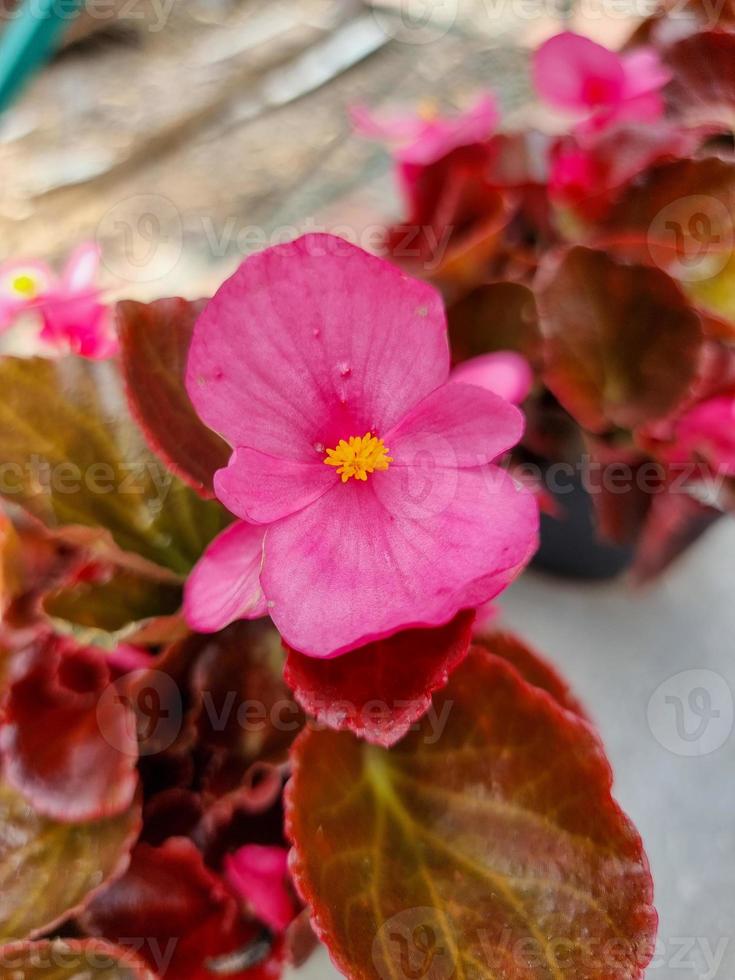 A beautiful begonia flowers outdoors photo