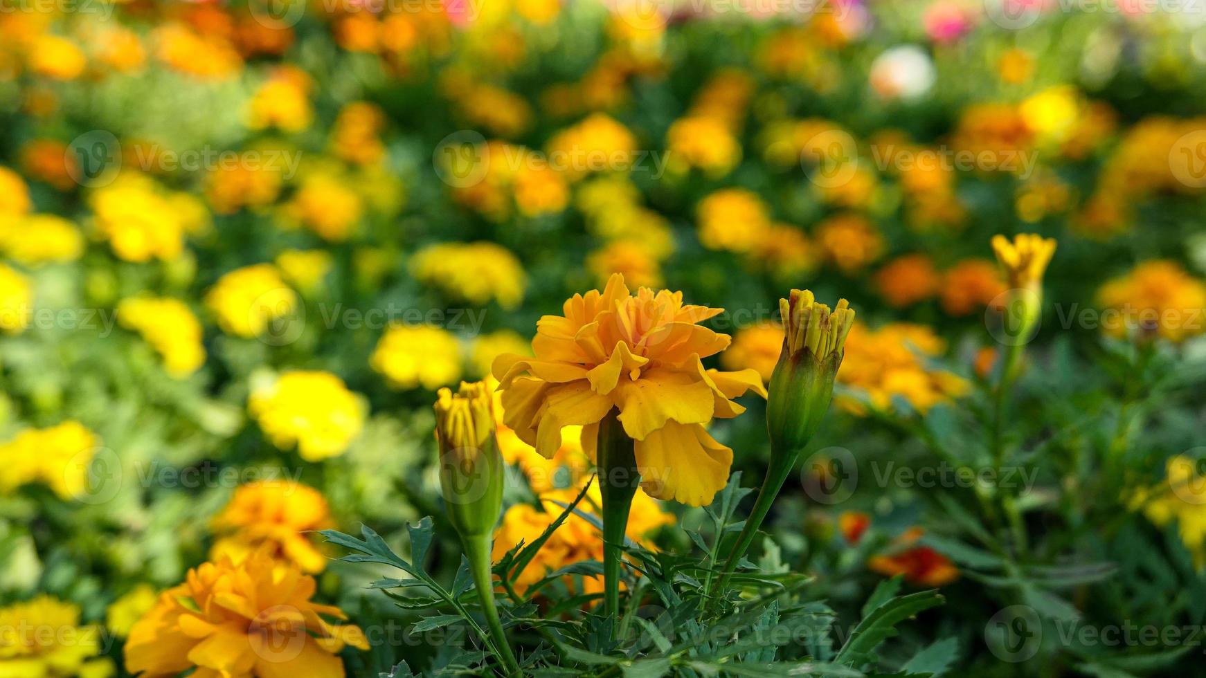 A beautiful marigold flowers outdoors photo