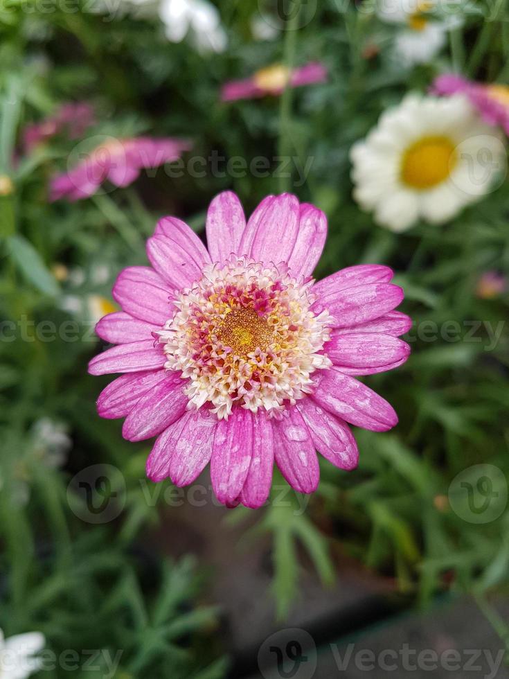 un hermosa daysies flores al aire libre foto