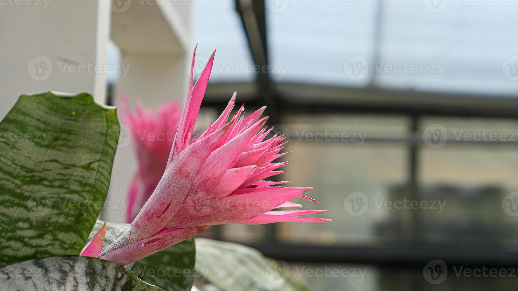 A beautiful bromeliad plants outdoors photo