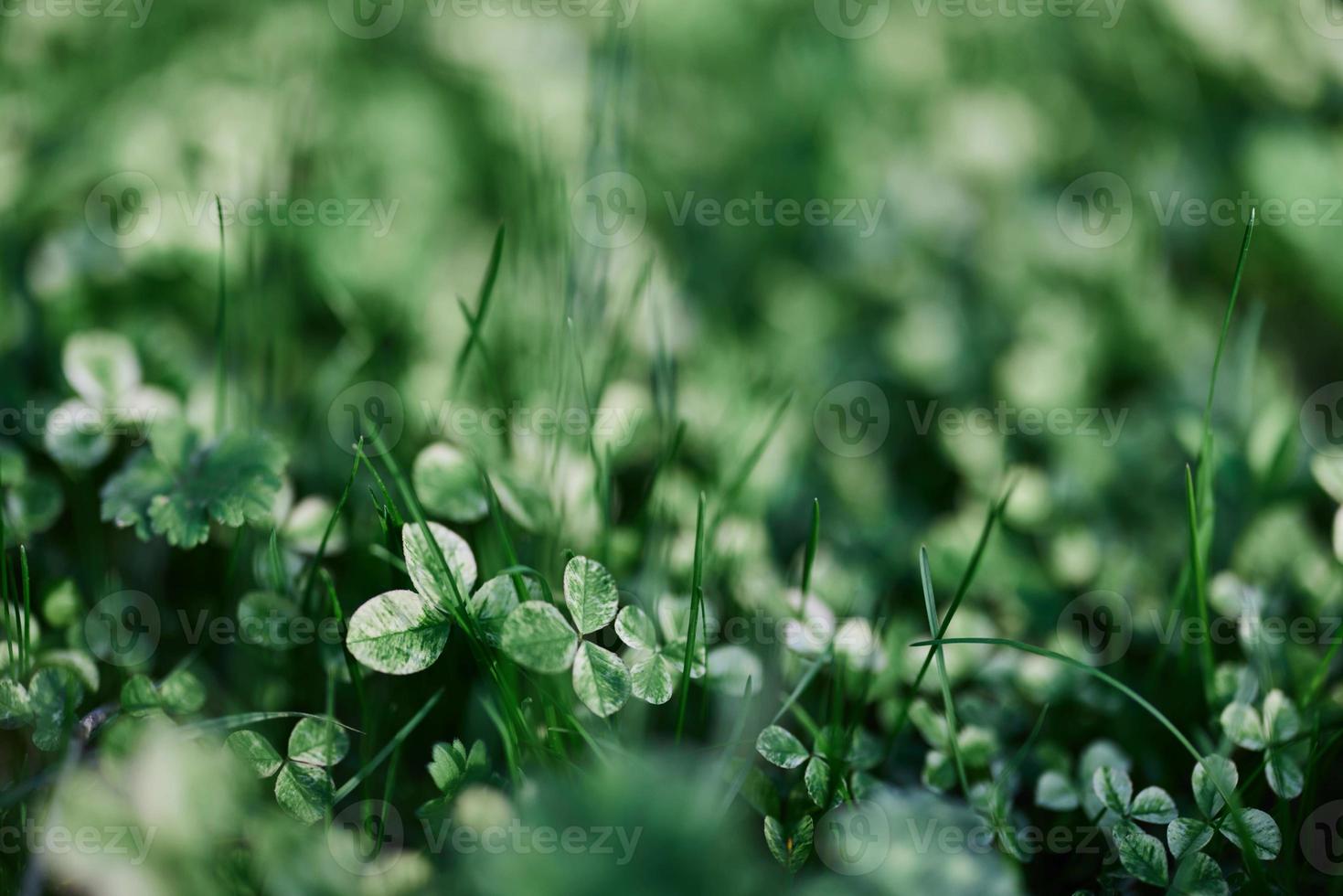 Green grass botany and nature landscaping for the home area, landscaping and taking care of nature and the environment photo