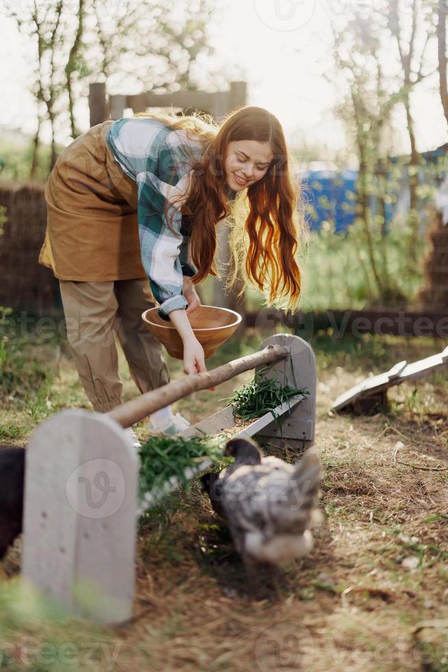 Woman feeds chickens organic food for bird health and good eggs and care for the environment photo