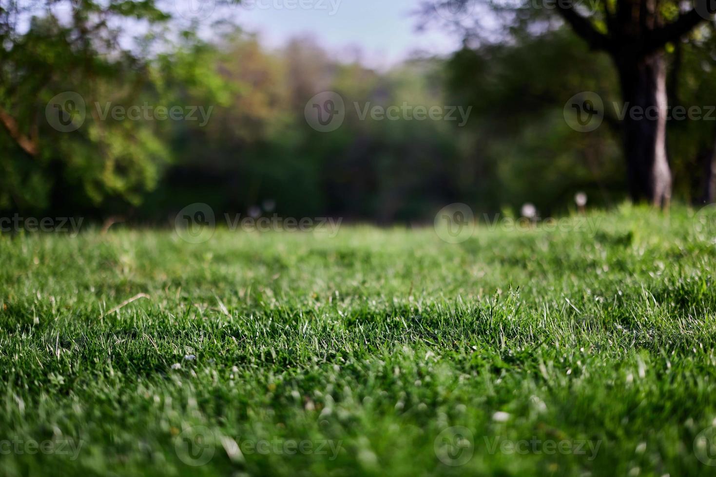 verde césped escritorio protector de pantalla, ecología y cuidado para el ambiente foto