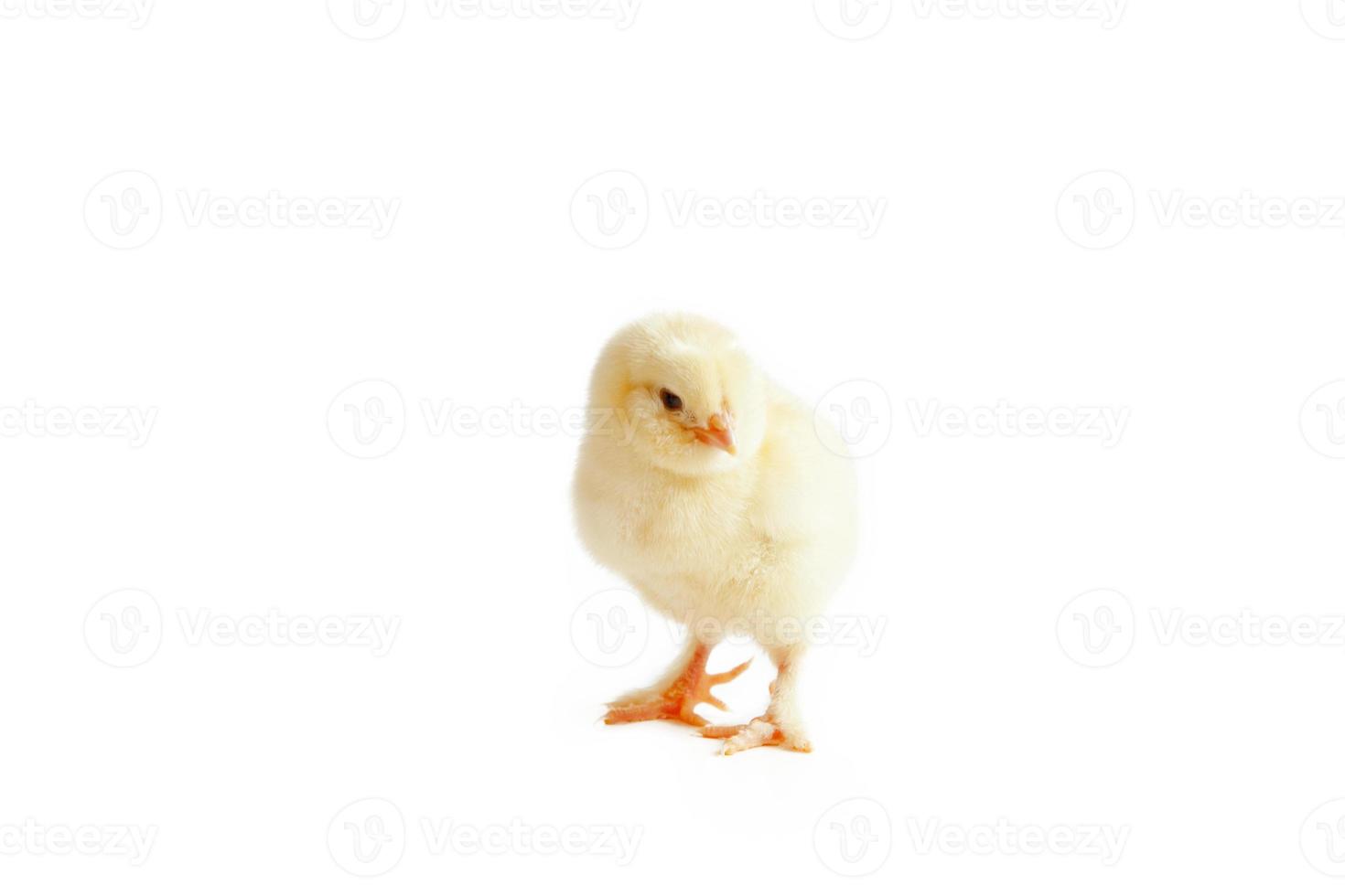 Little cute baby chick for easter. Yellow newborn baby chick. photo