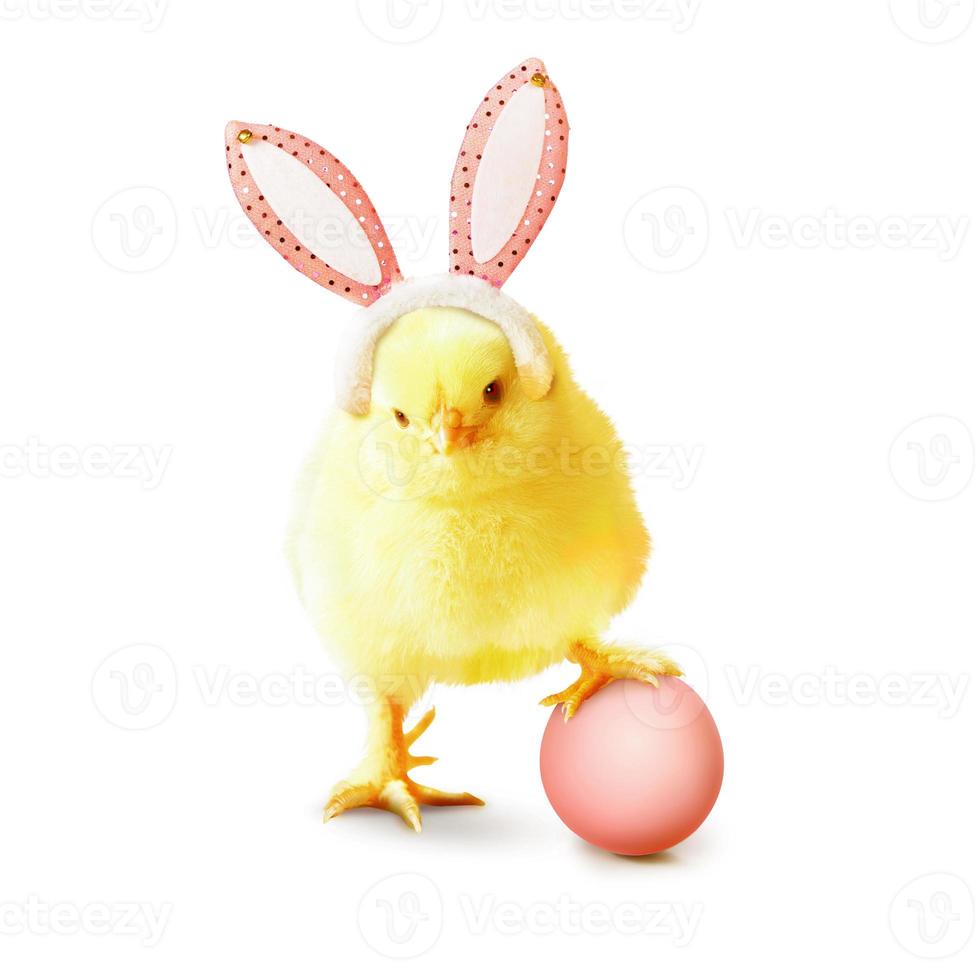 Little cute newborn baby chick for Easter celebration. photo