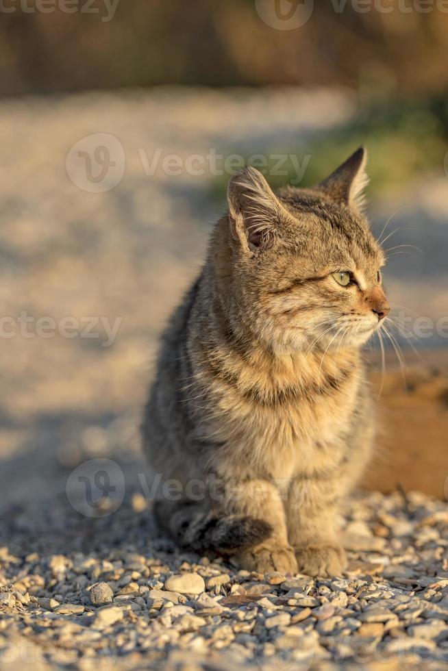 Cute stray kitten sitting on the ground. Blurred background. photo