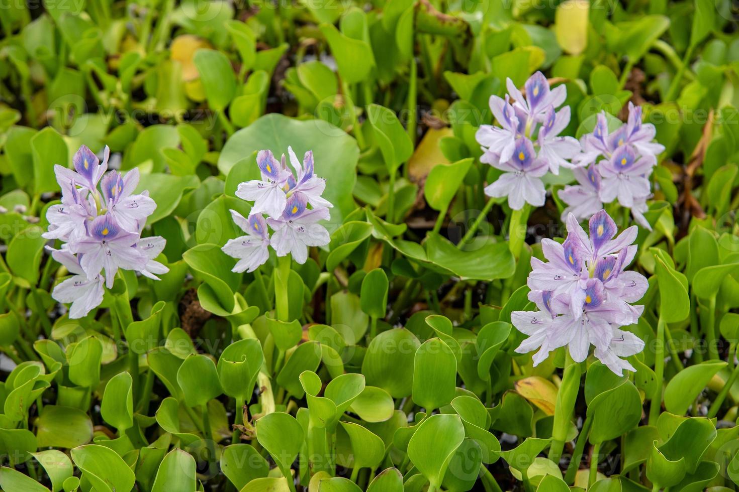 Flowering Water Hyacinth. photo