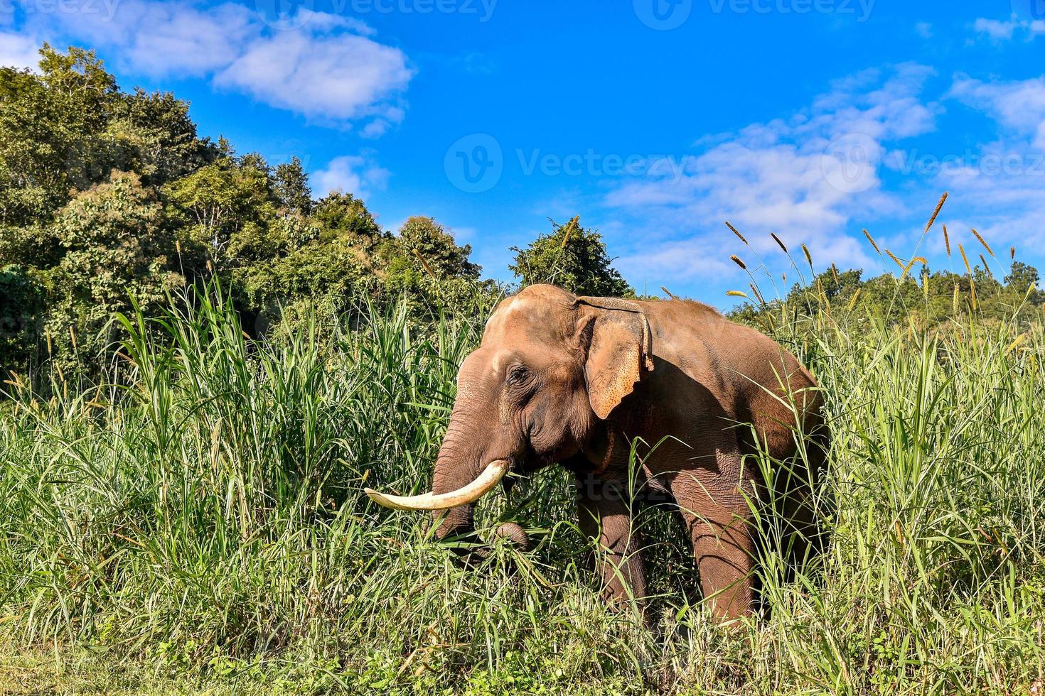 Asian Elephant It is a Big mammal. photo