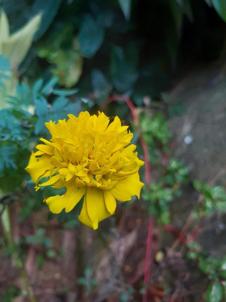 Marigold flower is blooming in the forest as a wild plant. photo