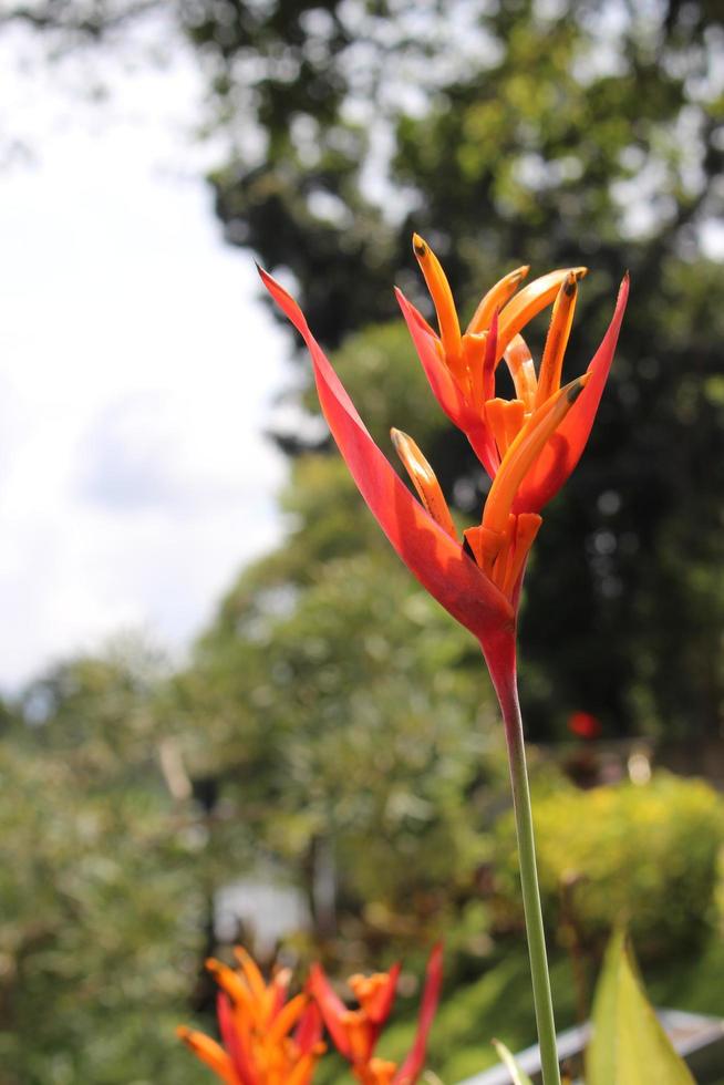 heliconia psitácoro es un perenne hierba nativo a el caribe y sur America. naturaleza. foto