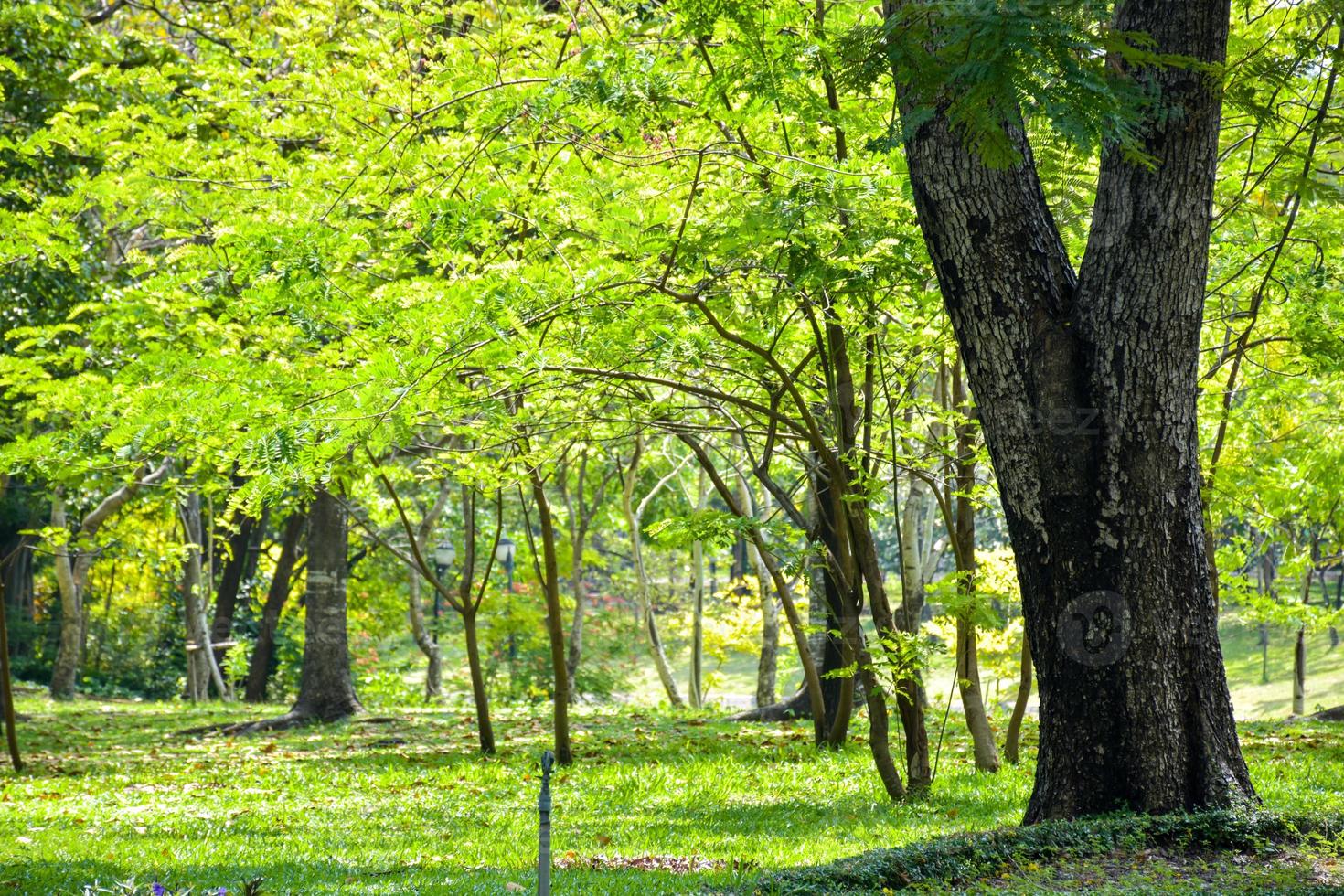 Bright light and beauty, fresh green, big tree in park, Bangkok, Thailand photo