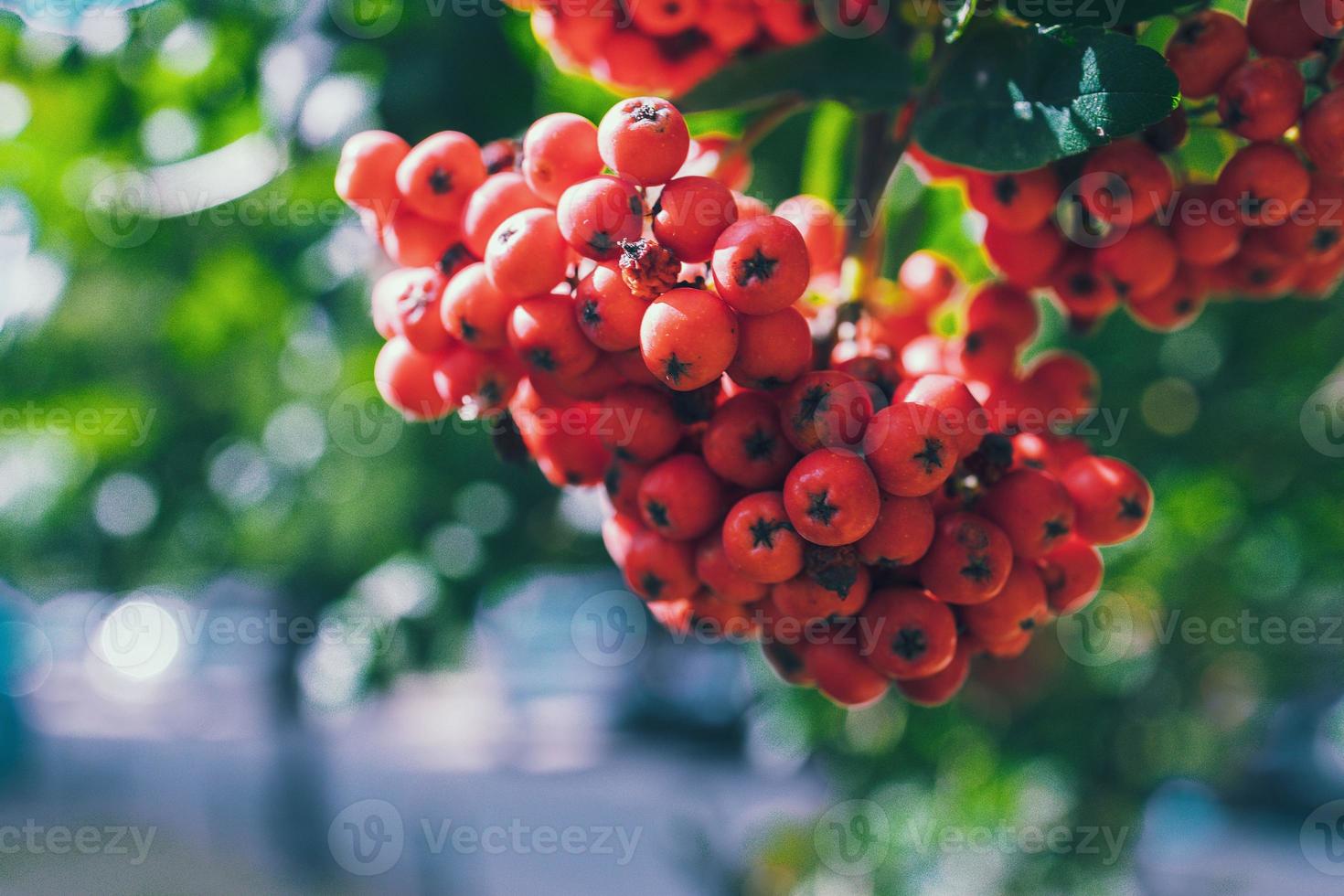 red rowan among green leaves on a tree in warm sunshine photo