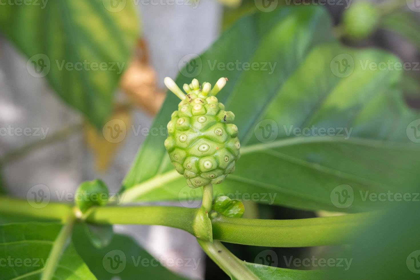 selective focus on young noni fruit. Indian mulberries. Beach mulberries. Morinda citrifolia. photo