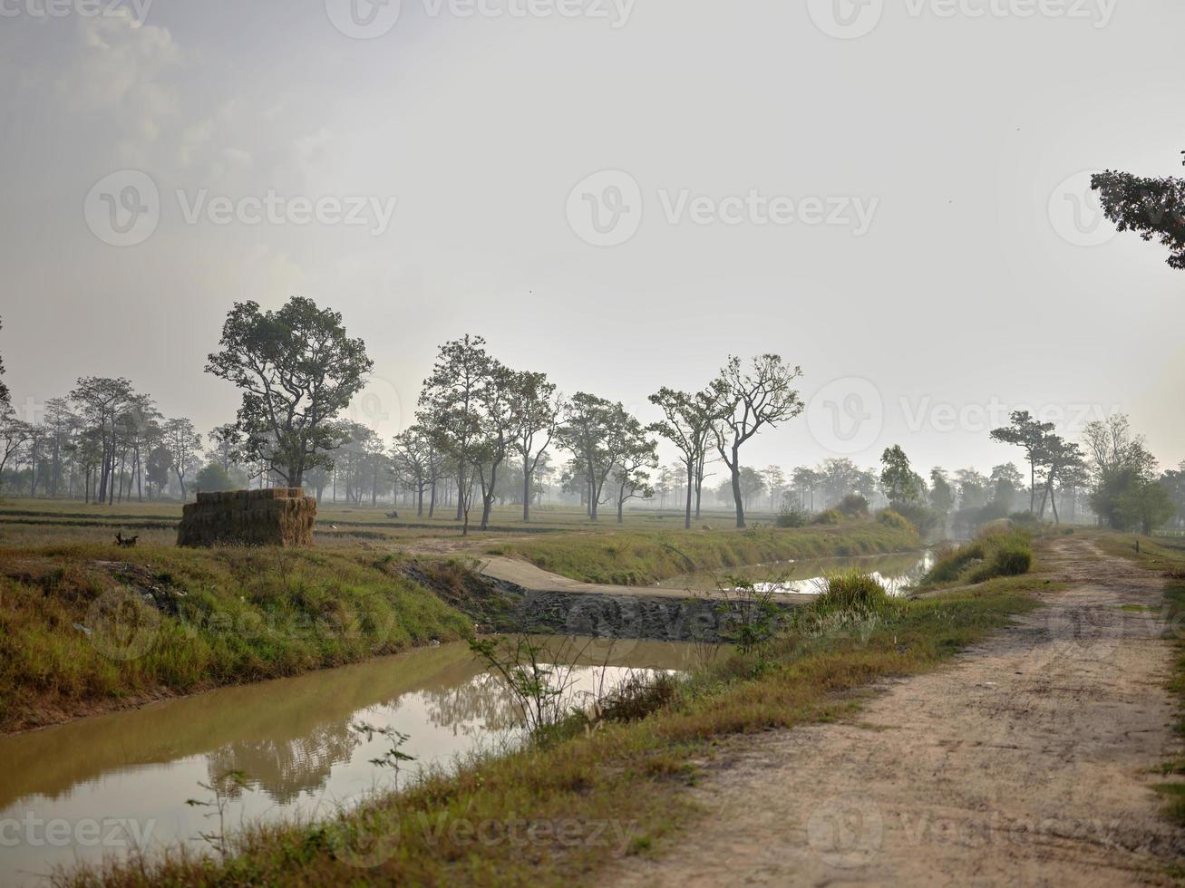 Beautiful rice field with and big tree landscape, photo