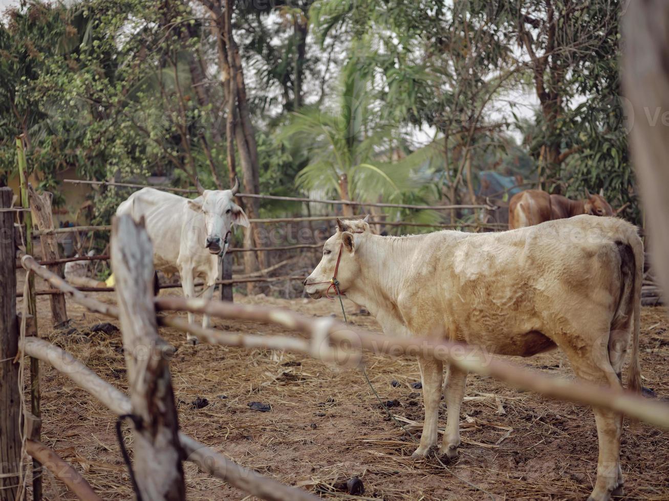 Cows farm in Thailand, southeast Asia. photo