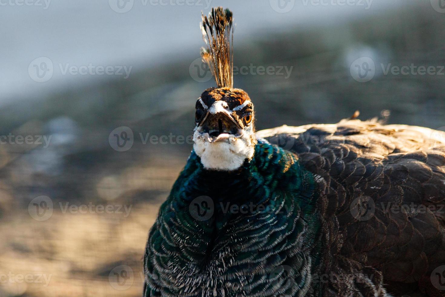 beautiful peacock head with a tuft photo