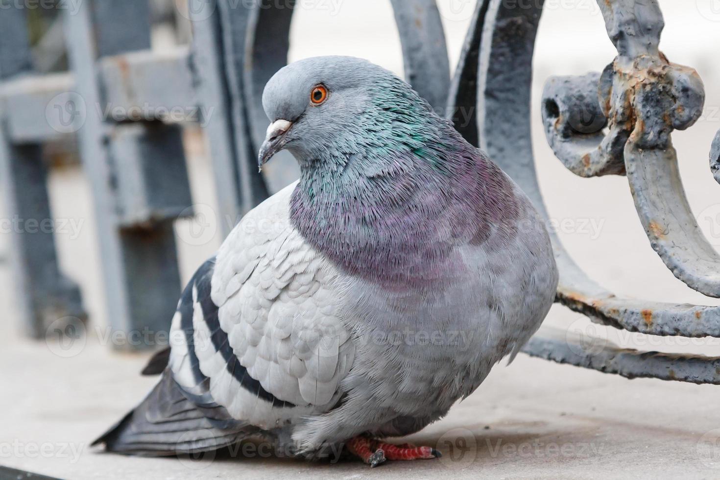 portrait of a beautiful dove photo