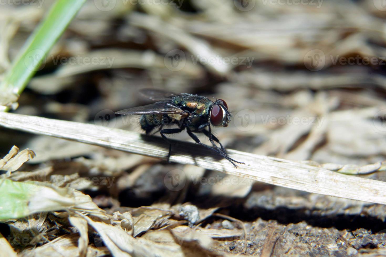 a fly perches on a dry branch looking for scraps of food photo