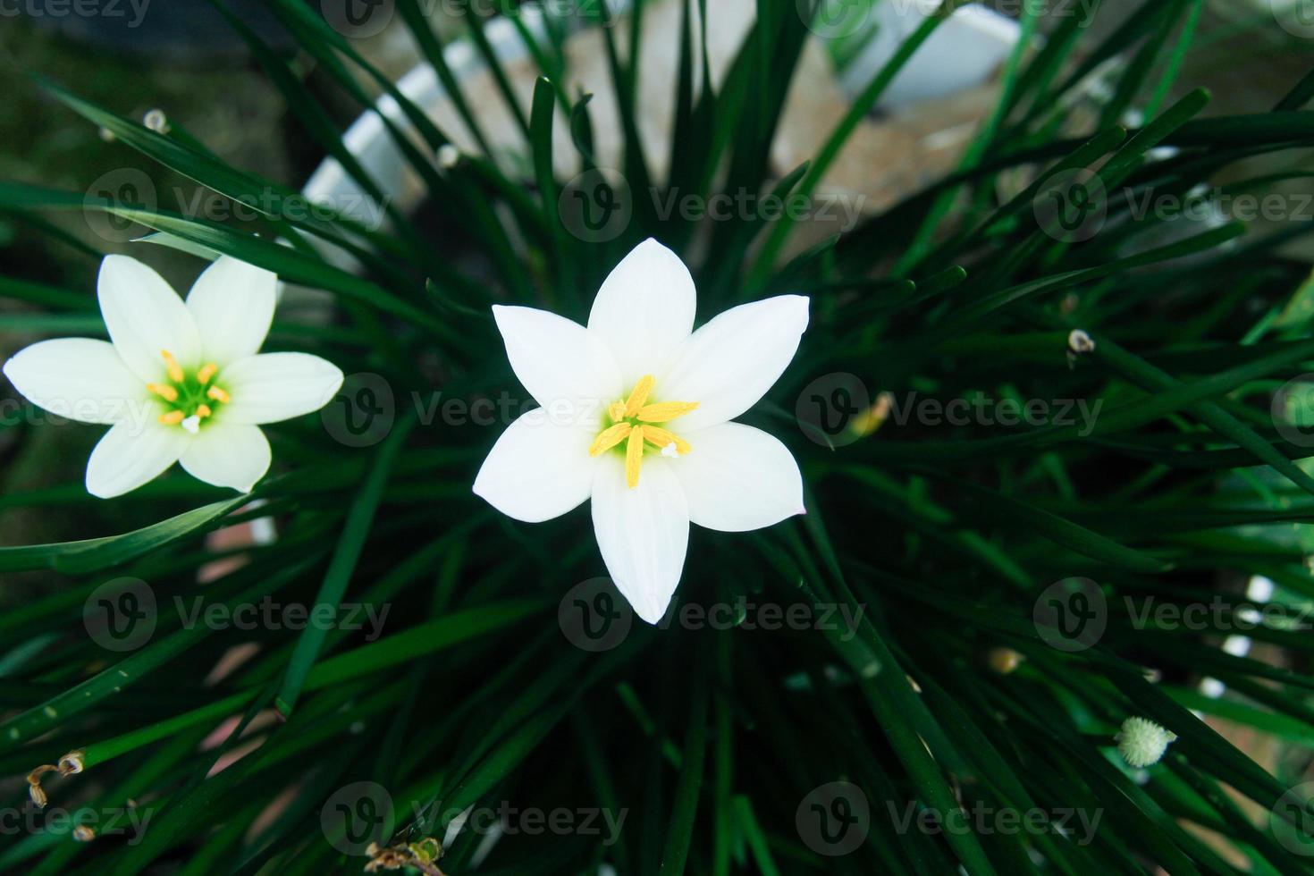 Zephyranthes candida, with common names that includes autumn Zephyr lily, white wildflower and Peruvian swamp lily, is a species of rain lily. Amaryllidaceae. White fairy lily photo