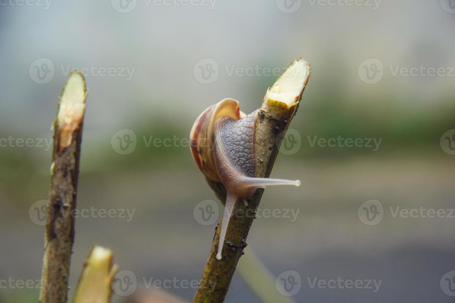 a snail perched on a tree branch photo